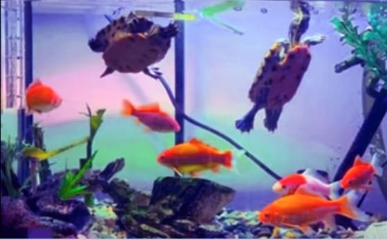 What guppies can live with turtles?