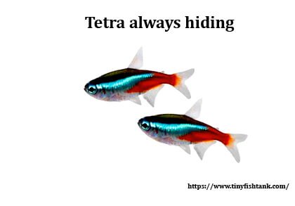 Why is my Tetra always hiding? 5 Reasons & Solutions