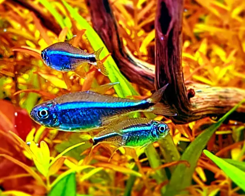 Tetras glow in the dark