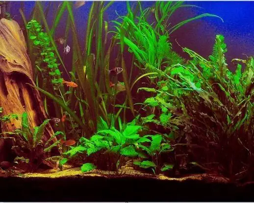 neon tetra not coming to the front side of my tank