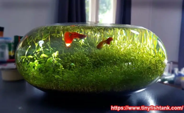 Can guppies live in a bowl without oxygen?