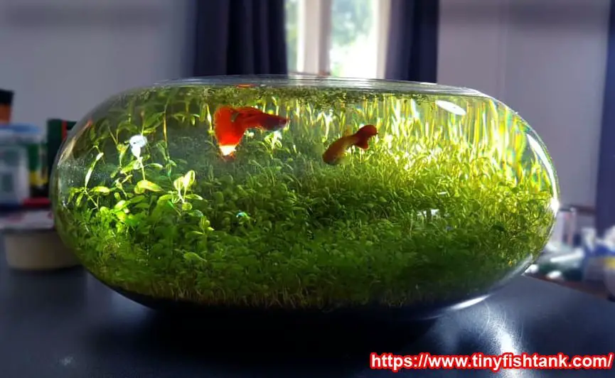 Can guppies live in a bowl without oxygen