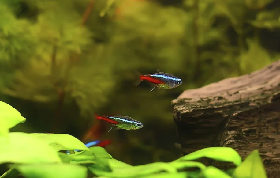 Can tetras eat frozen bloodworms