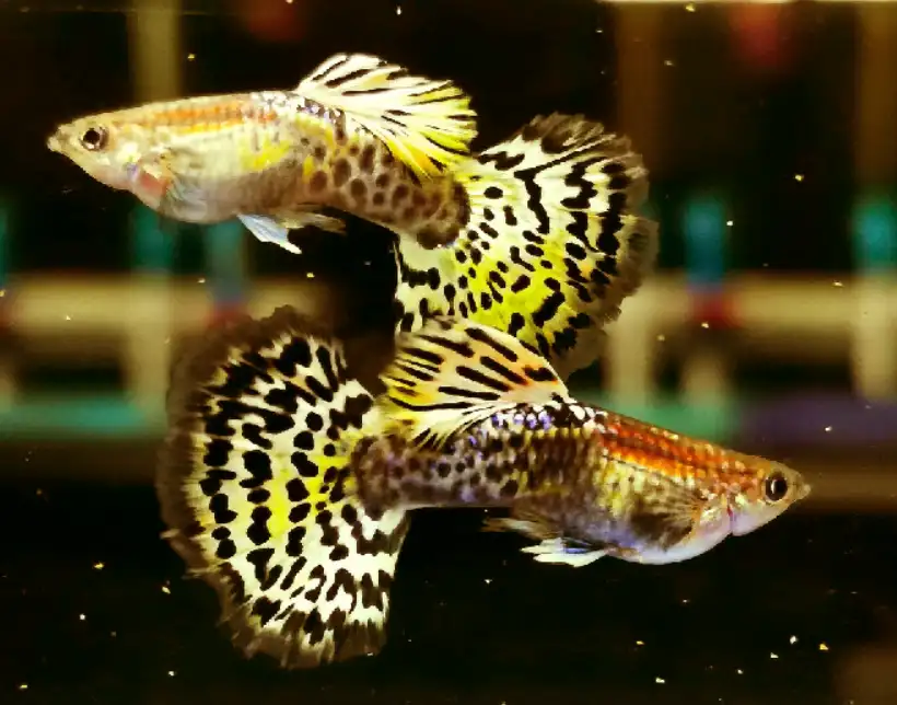 How Long Can Guppies Live Without Oxygen?