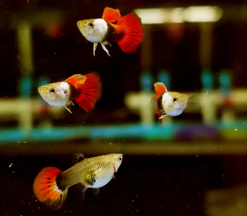How do I encourage my guppies to breed?