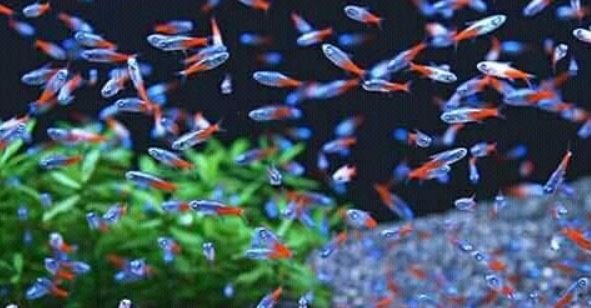 How does schooling protect Tetra fish?