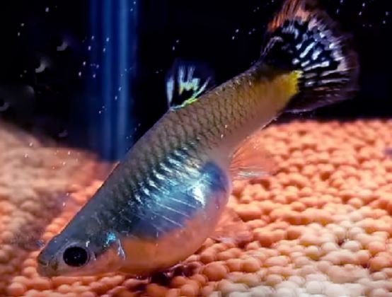 How long is a guppy fish pregnant?