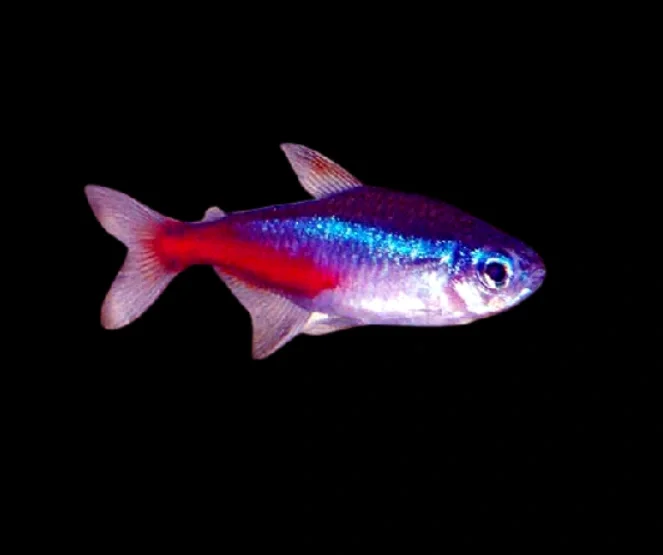 How to treat neon tetra curved disease?