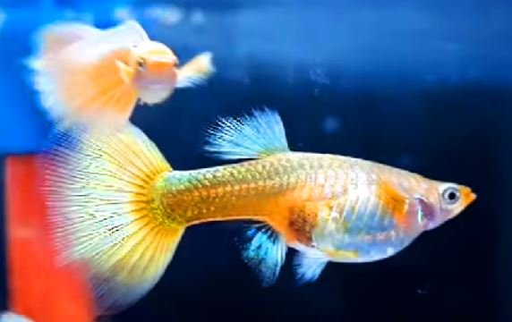 What to feed when pregnant guppy?