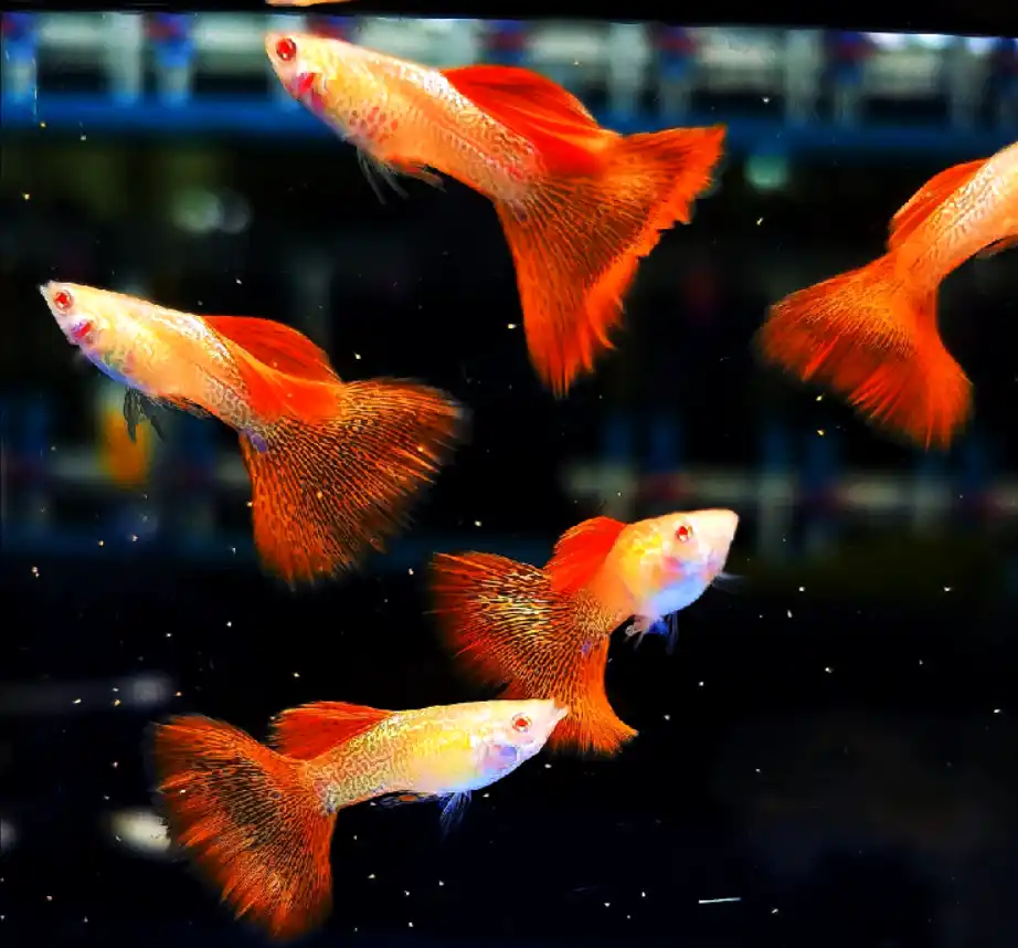 When to separate pregnant guppy?