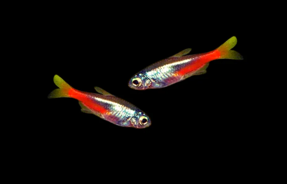 Why is neon tetra not coming to the front side of my tank?