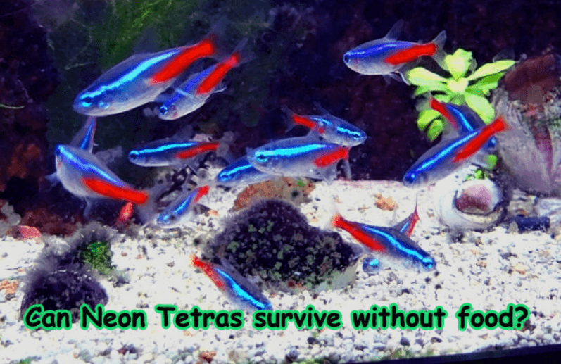 Can Neon Tetras survive without food?