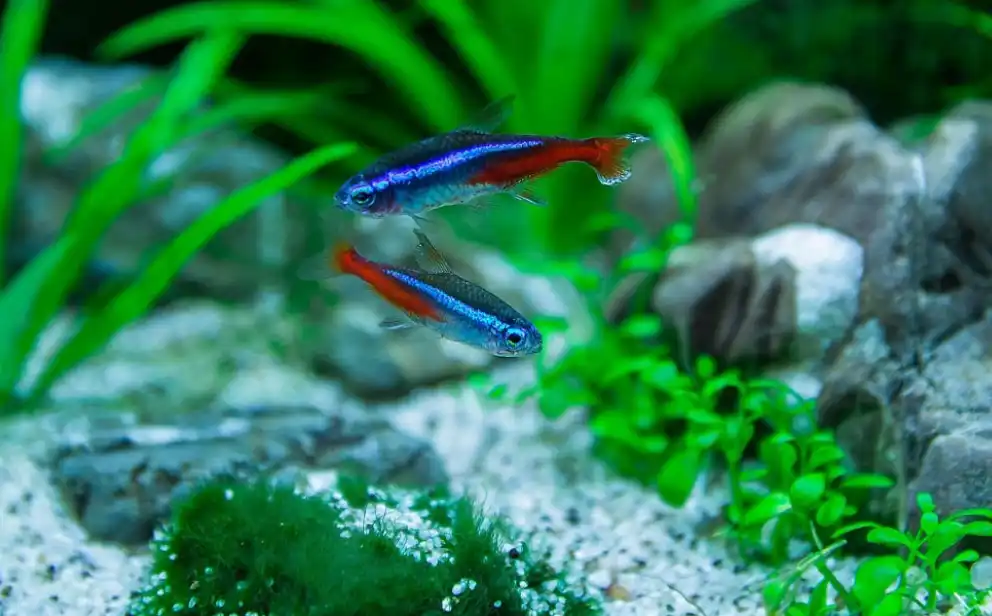 How do I know if my tetra fish are hungry