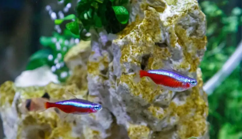 How often should you feed neon tetras