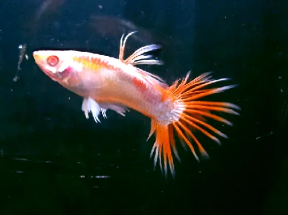 Should I remove dying guppy fish from the tank?
