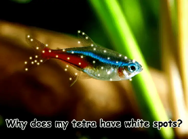 Why does my tetra have white spots?