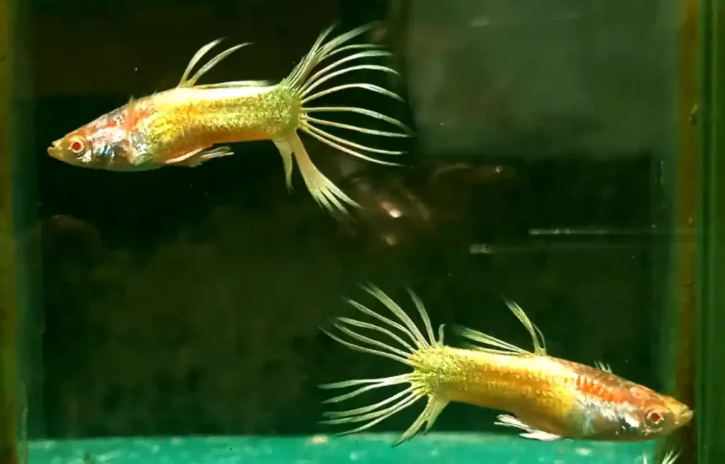 Can 2 male guppies be kept together?