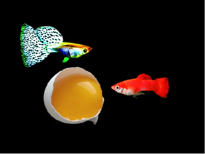 Is egg yolk good for guppy fish fry?