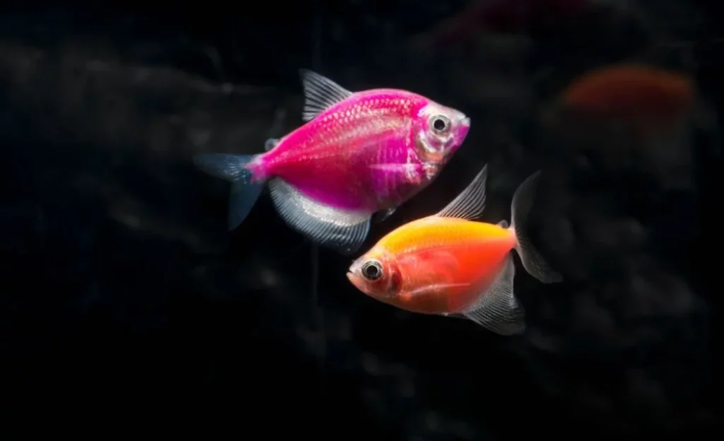 What are the signs of dying Glofish tetra