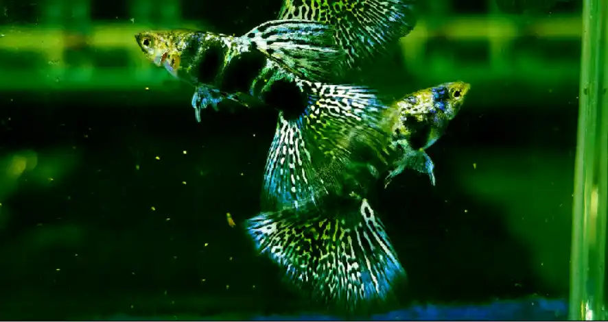 What are the things you need to consider when you keep guppies in a 10-gallon tank?
