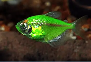 What is the lifespan of Glofish tetra?