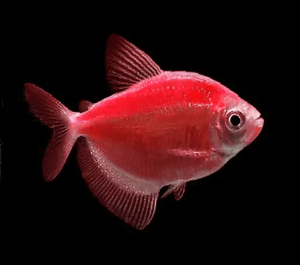 Why Do Glofish Tetras Keep Dying?