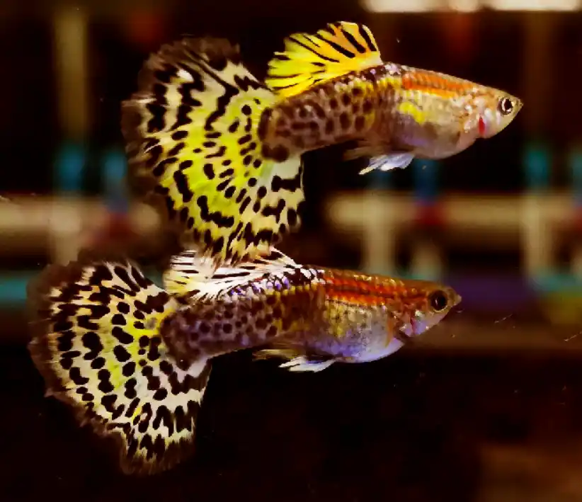 Can Guppy get their color back?