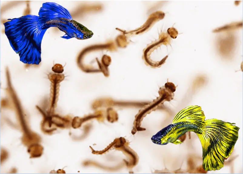 Can Guppy Fry Eat Mosquito Larvae?