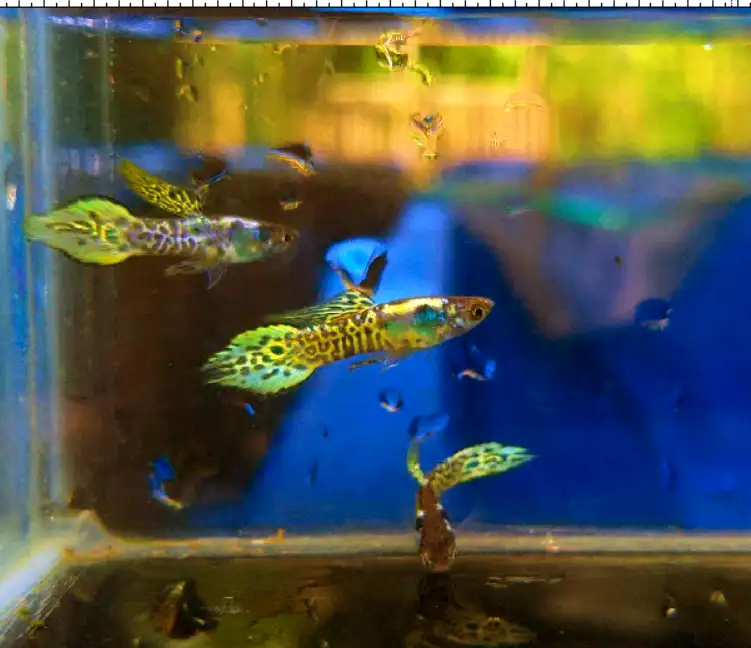 How long does it take new guppy fish to stop hiding?