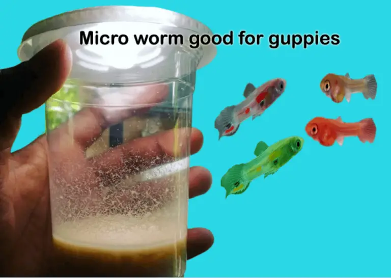 Is bread Micro worm good for guppies fry?