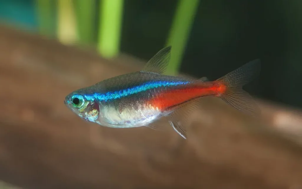 Is neon tetra pregnant