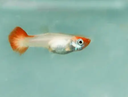 Why Is My Guppy Turning White? [8 facts]