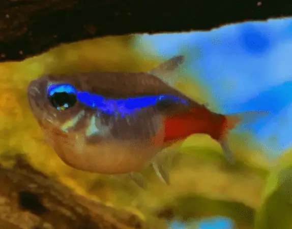 Why Is My Neon Tetra So Fat? [Expert Advice]