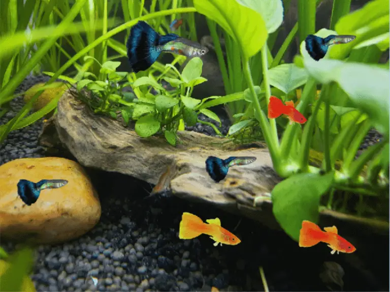 Why are my pond fish hiding all of a sudden?