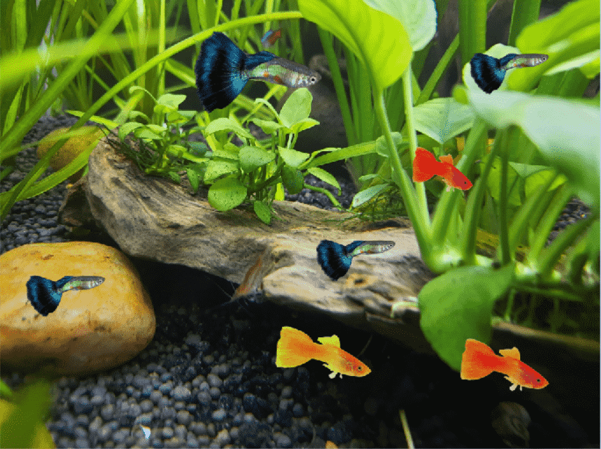 Why are my pond guppy fish hiding all of a sudden?