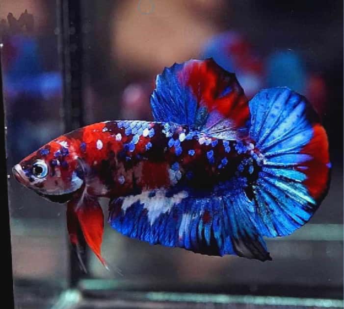 Are 0 nitrates okay for a betta fish?