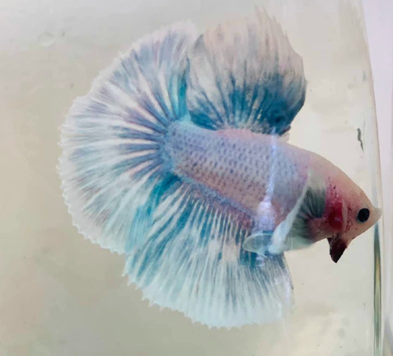 Are 100% water changes bad for betta fish?