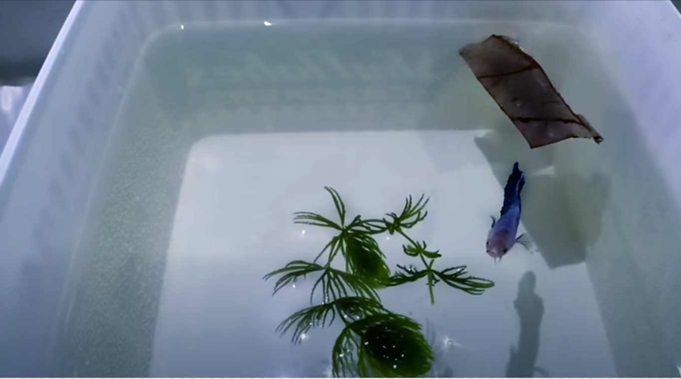 Can Betta Live In Plastic Buckets? - Tiny Fish Tank