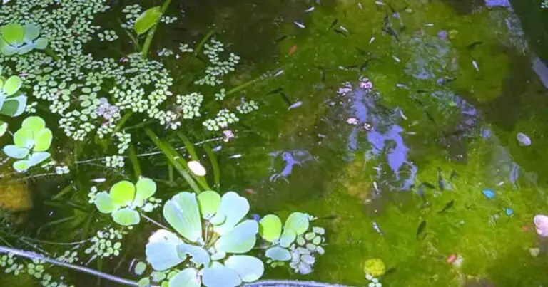 Do pond guppies like rain?