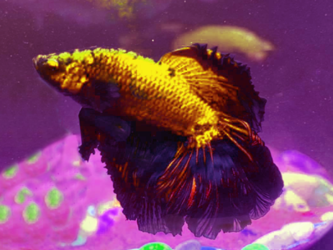 Can my betta fish recover from nitrate poisoning?
