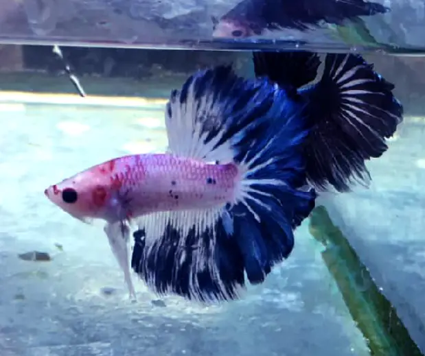 Do betta fish get mad at their owners?