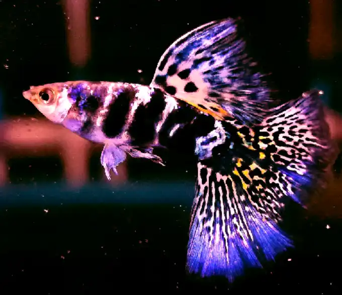 Do sunlight helps to breed guppies?