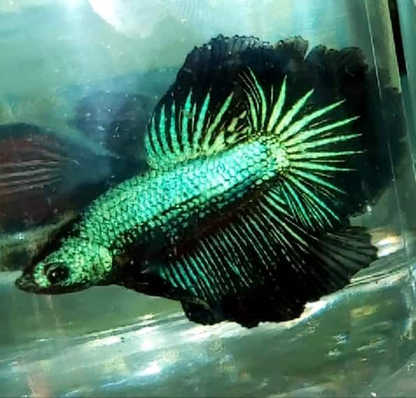 Why do male betta fish make bubble nests?