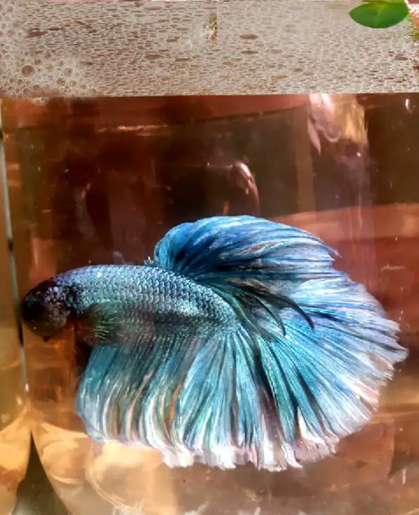 Why is male Betta not building a bubble nest?