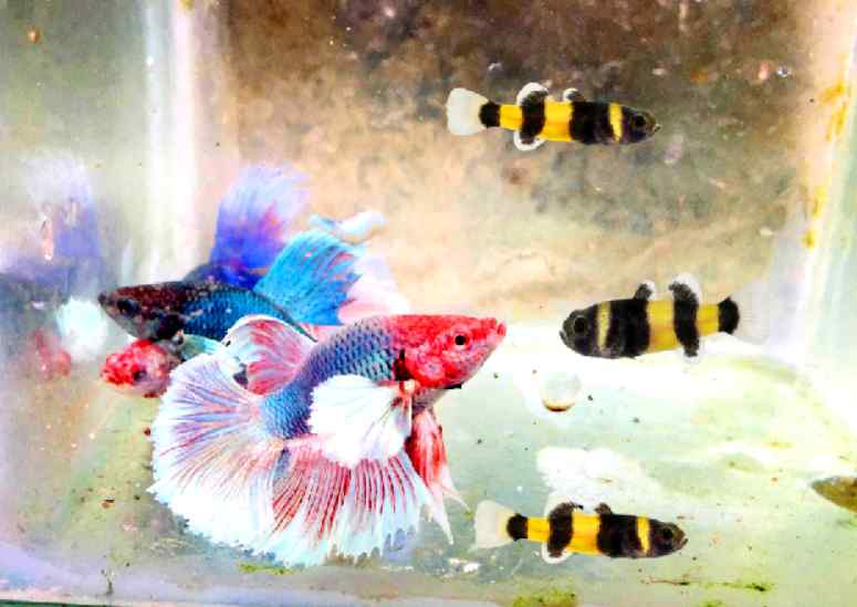 Can Betta kill bumblebee gobies?