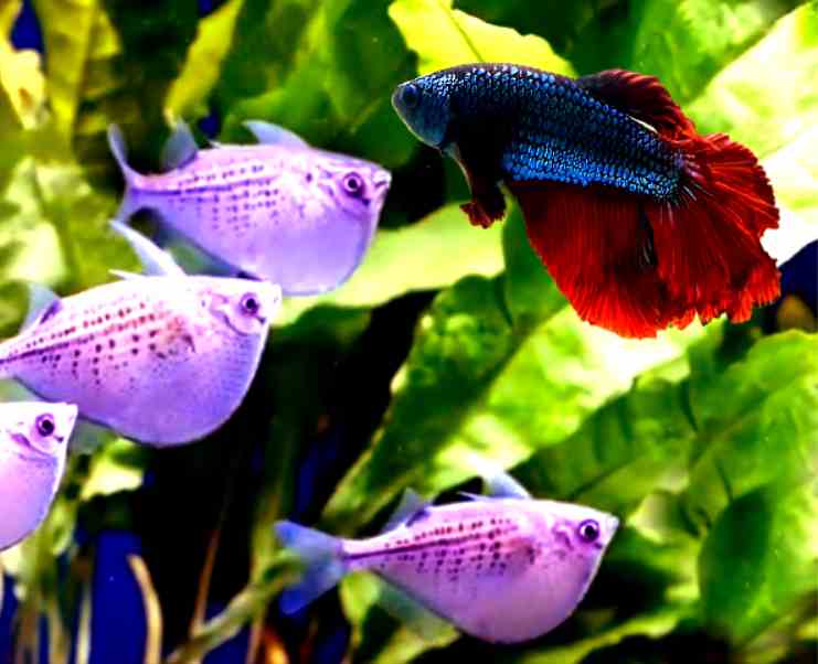 Can Hatchet fish live with betta fish?