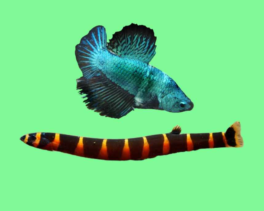 Can Kuhli Loaches live with bettas?