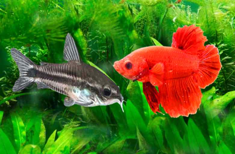 Can Pygmy Corydoras fish live with betta fish?