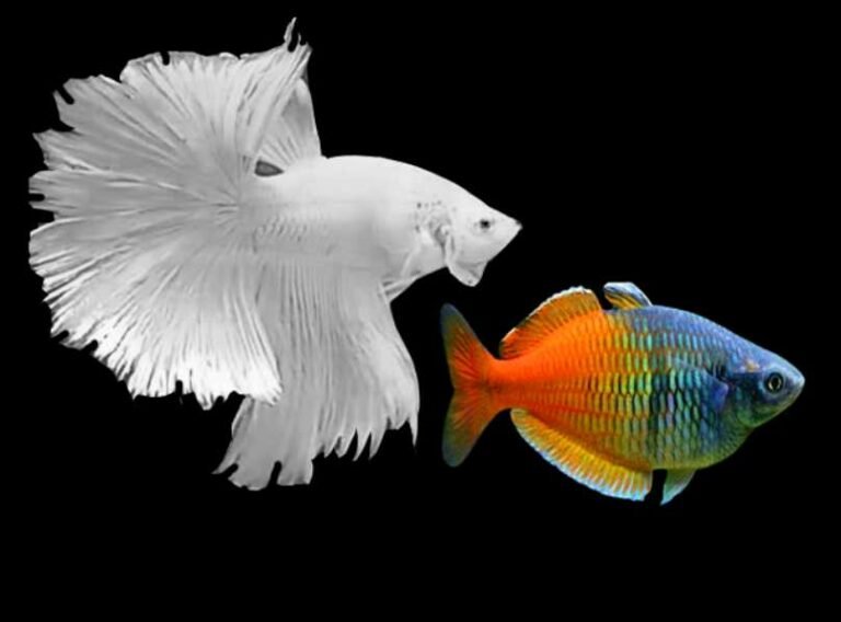 Can Rainbowfish live with a betta?