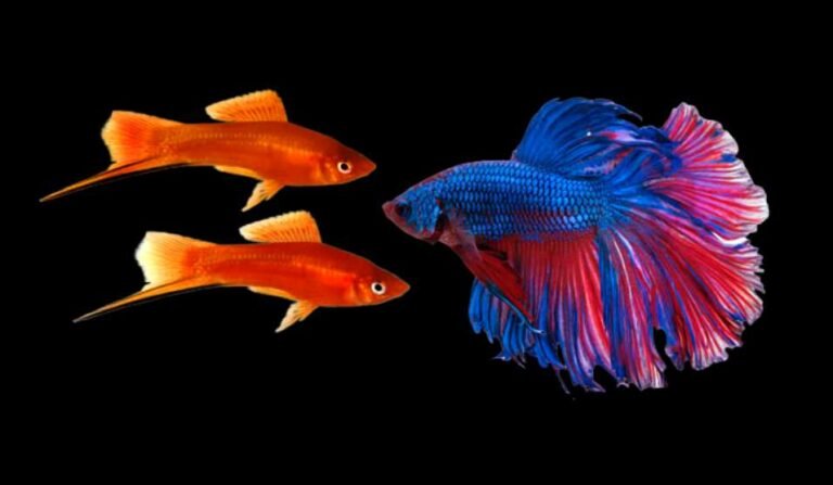 Can Swordtail live with bettas?